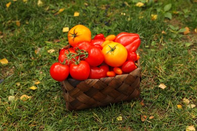 Photo of Basket of fresh tomatoes on green grass outdoors