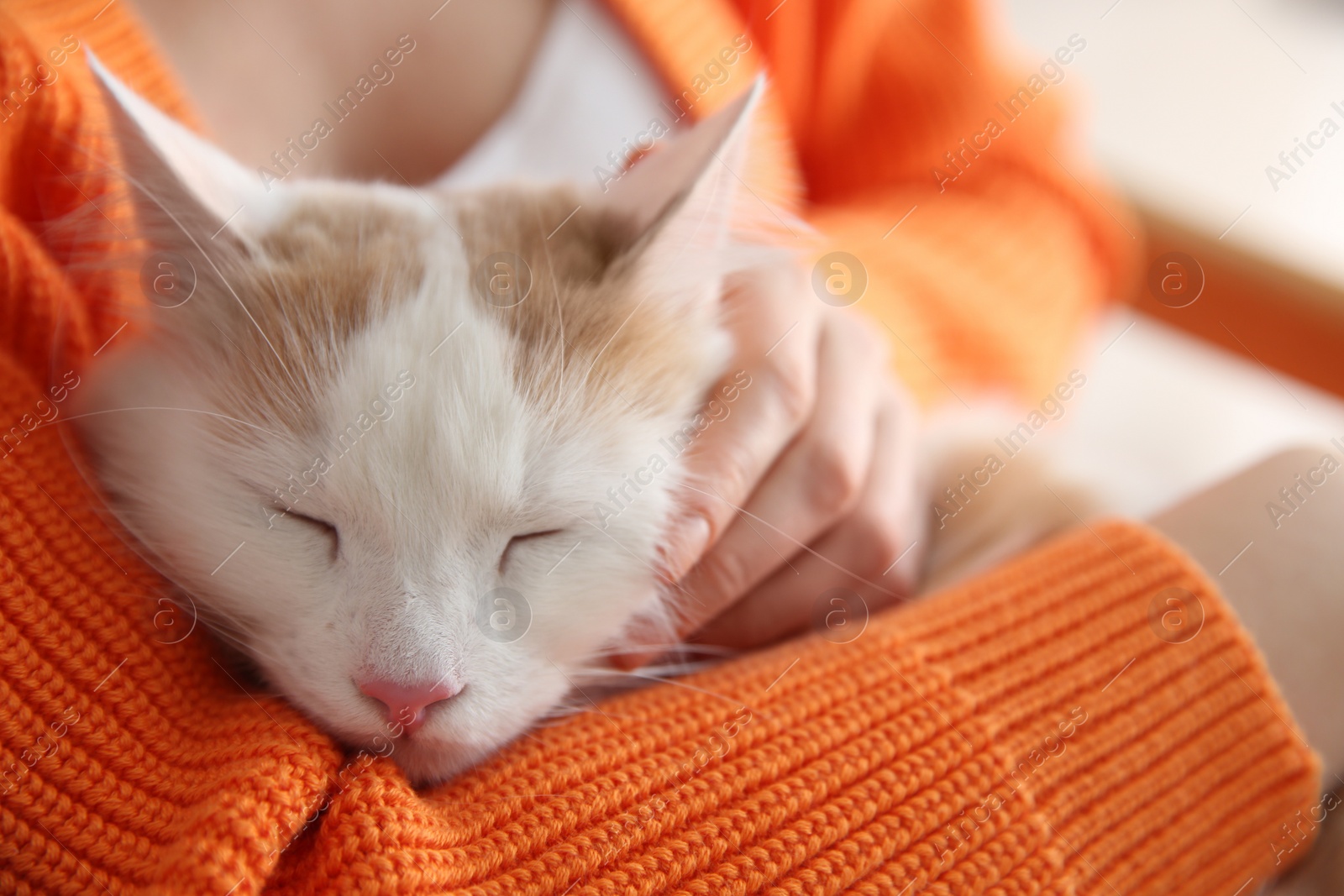 Photo of Woman with cute fluffy cat on blurred background, closeup