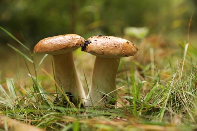 Photo of Fresh wild mushrooms growing outdoors, closeup view