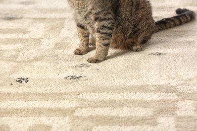 Cute cat leaving muddy paw prints on carpet