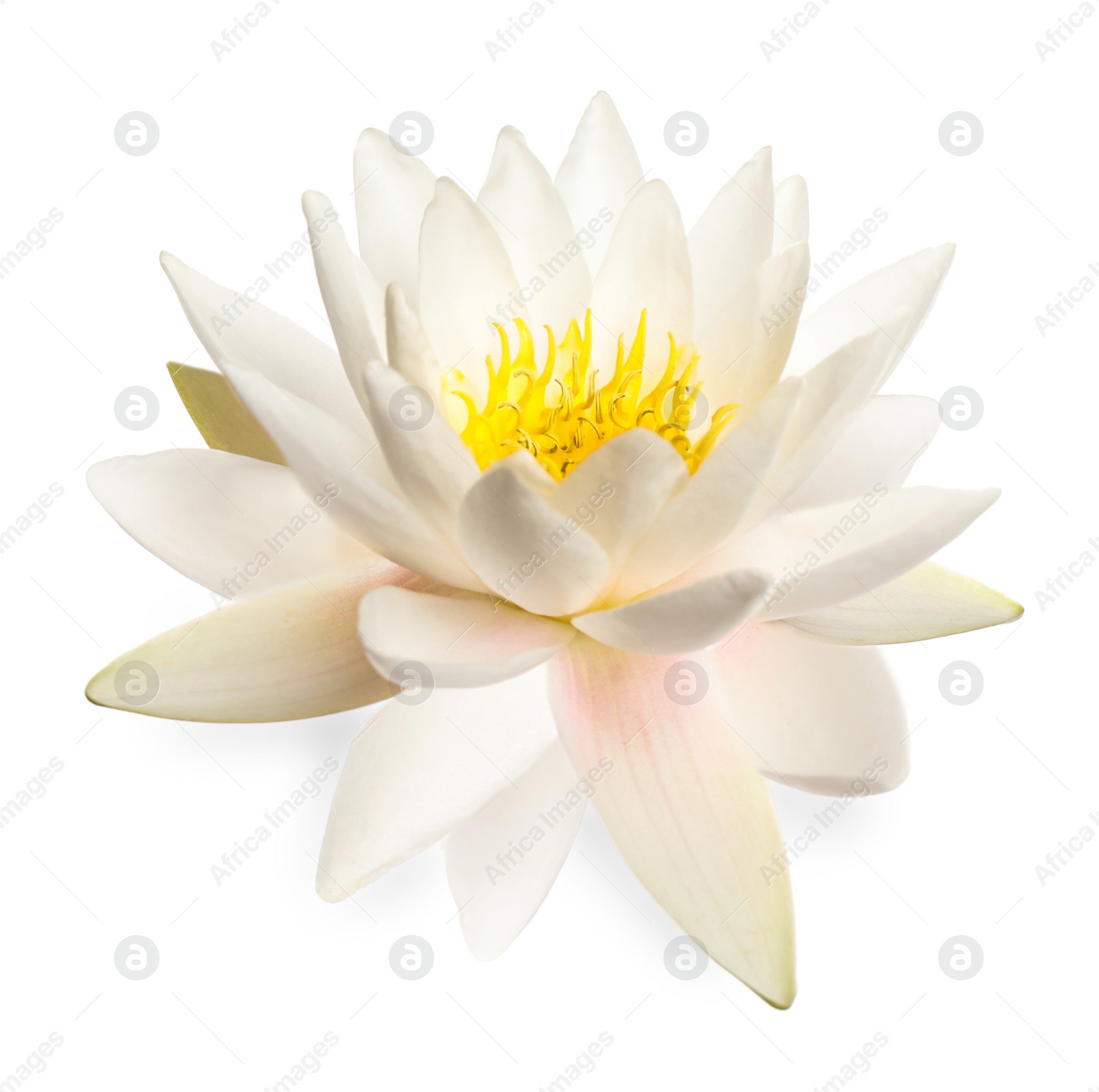 Image of Beautiful blooming lotus flower isolated on white