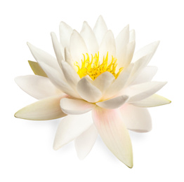 Image of Beautiful blooming lotus flower isolated on white