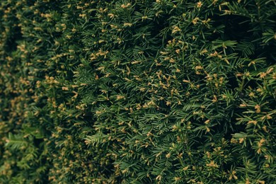 Photo of Closeup view of beautiful juniper shrub with green branches