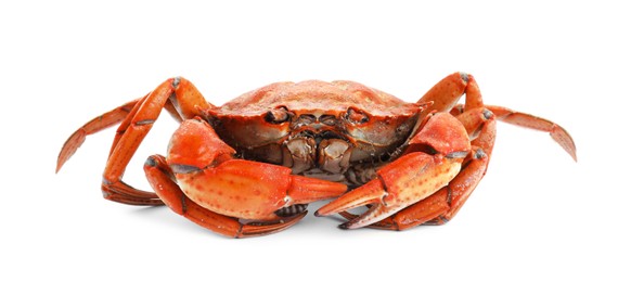 One delicious boiled crab isolated on white