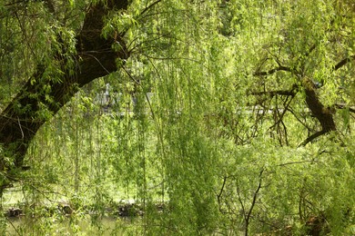 Photo of Beautiful willow trees with green leaves growing outdoors on sunny day