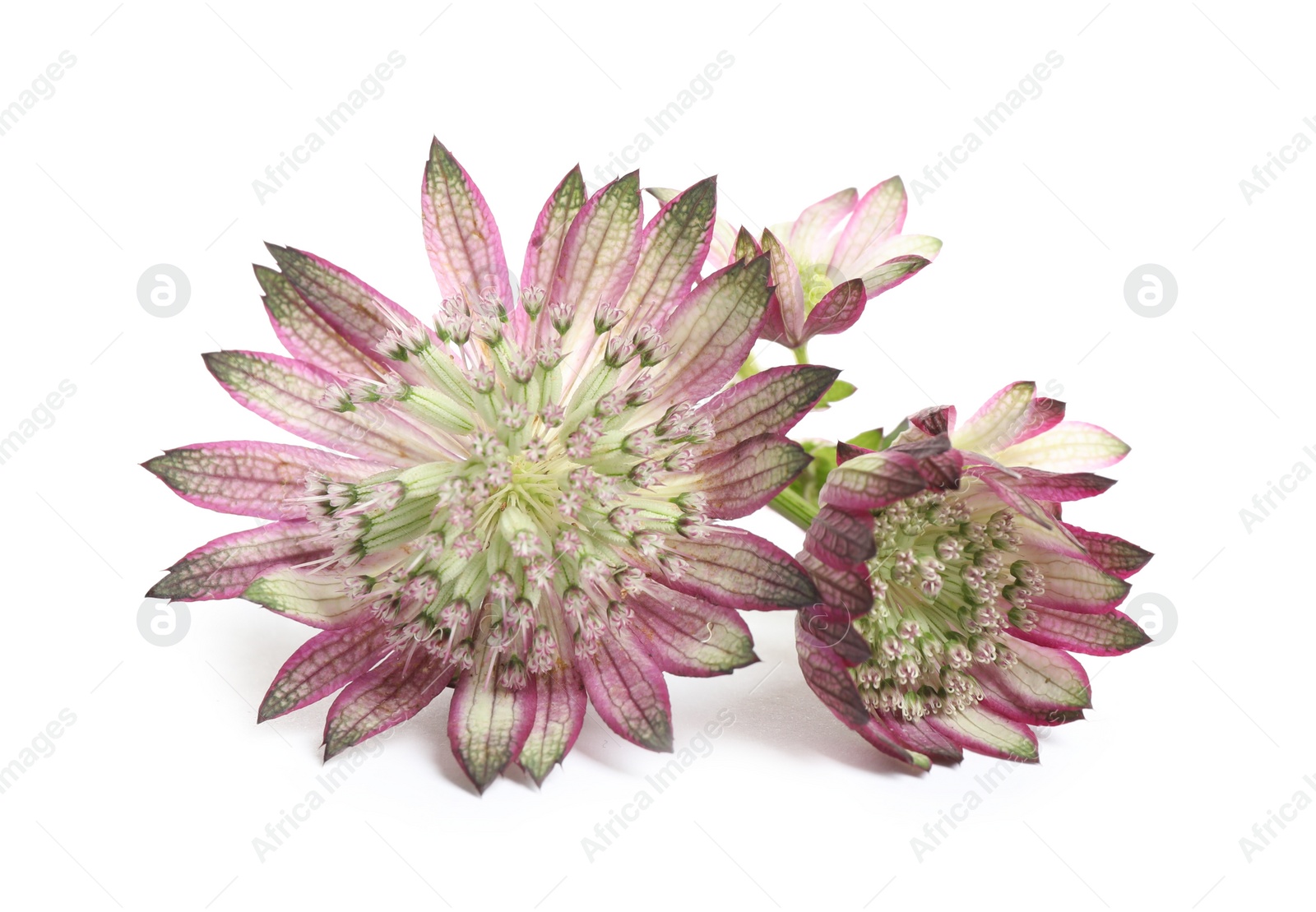 Photo of Beautiful fresh pink astrantia flowers isolated on white