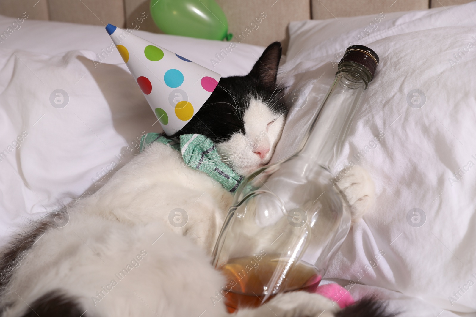 Photo of Cute cat wearing birthday hat and bow tie with bottle of whiskey on bed. After party hangover