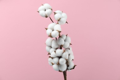 Photo of Beautiful cotton branch with fluffy flowers on pink background