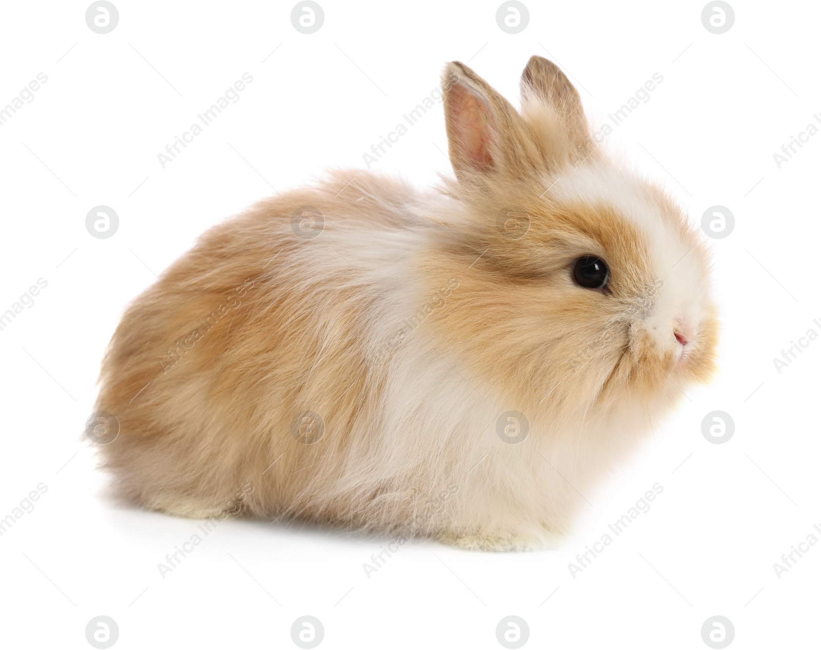 Photo of Cute fluffy pet rabbit isolated on white