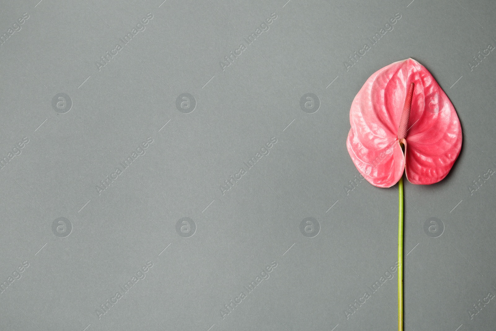 Photo of Beautiful pink anthurium flower on gray background. Tropical plant