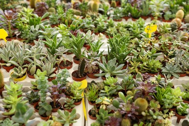 Photo of Many different cacti and succulent plants on table