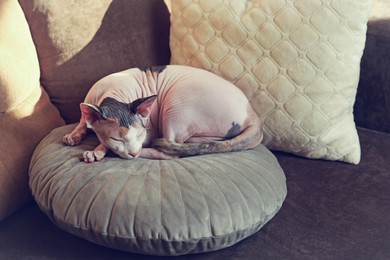 Photo of Adorable Sphynx cat lying on pillow indoors. Cute pet