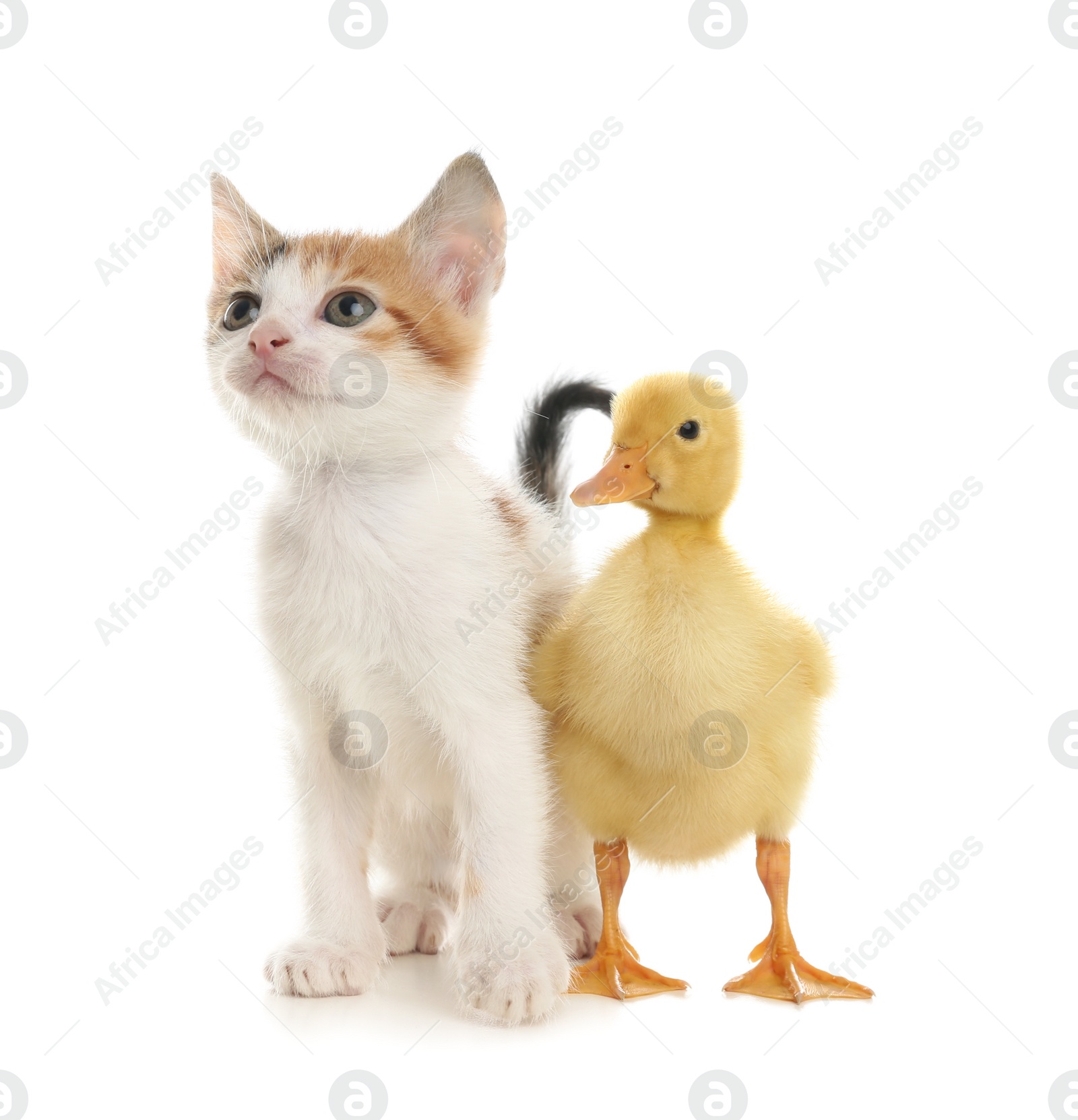 Photo of Fluffy baby duckling and cute kitten together on white background