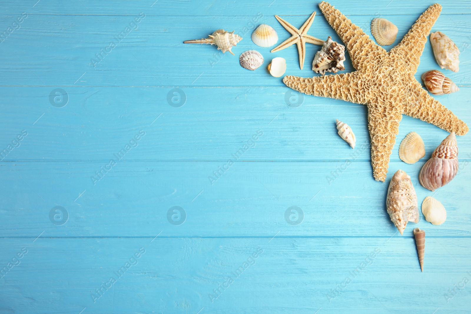 Photo of Flat lay composition with beautiful starfishes and sea shells on blue wooden table, space for text