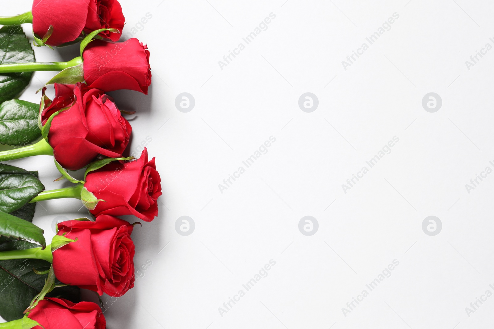 Photo of Beautiful red roses on white background, top view. Space for text