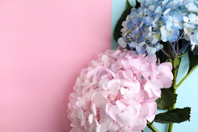 Photo of Beautiful hydrangea flowers on color background, top view. Space for text