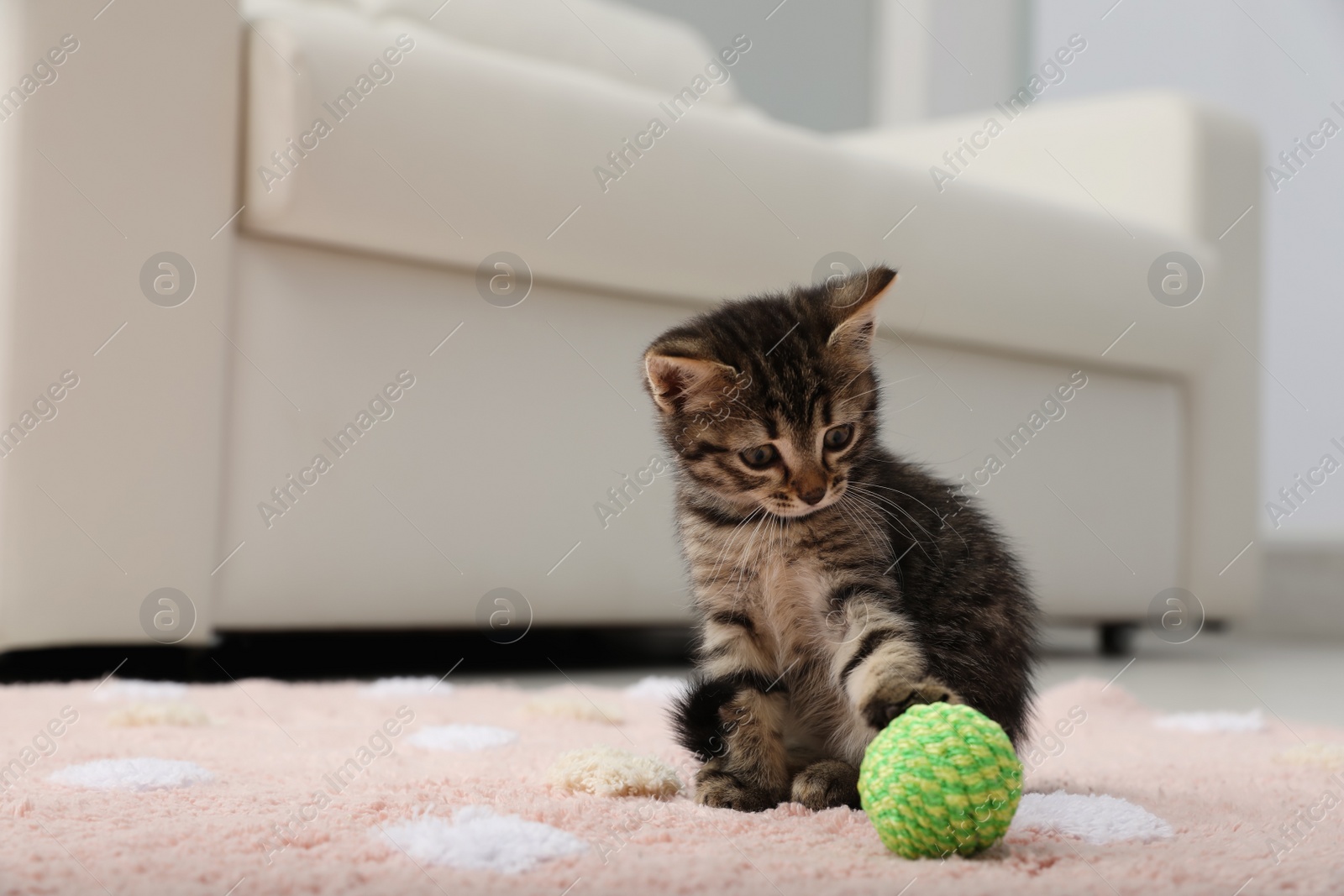 Photo of Little kitten playing with toy ball at home