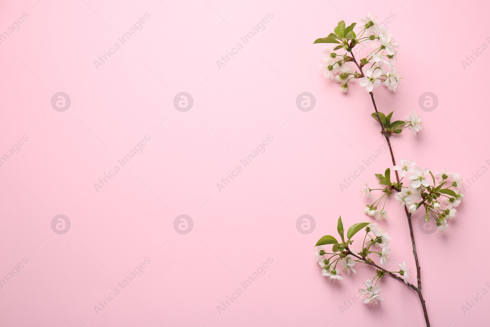 Photo of Spring tree branch with beautiful blossoms on pink background, top view. Space for text