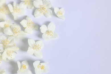 Photo of Beautiful jasmine flowers on white background, flat lay. Space for text