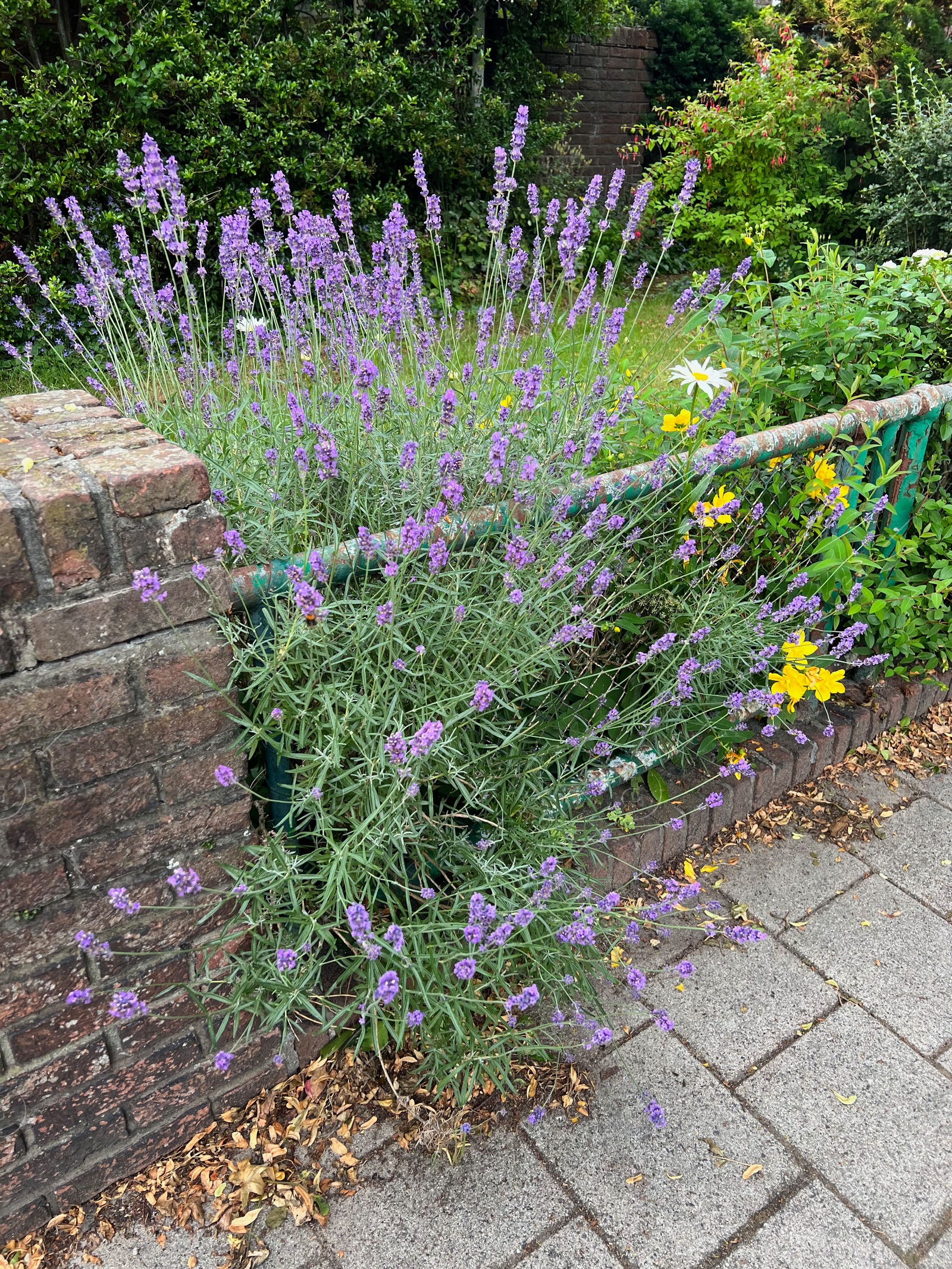 Photo of Beautiful lavender flowers growing on city street