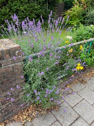 Photo of Beautiful lavender flowers growing on city street