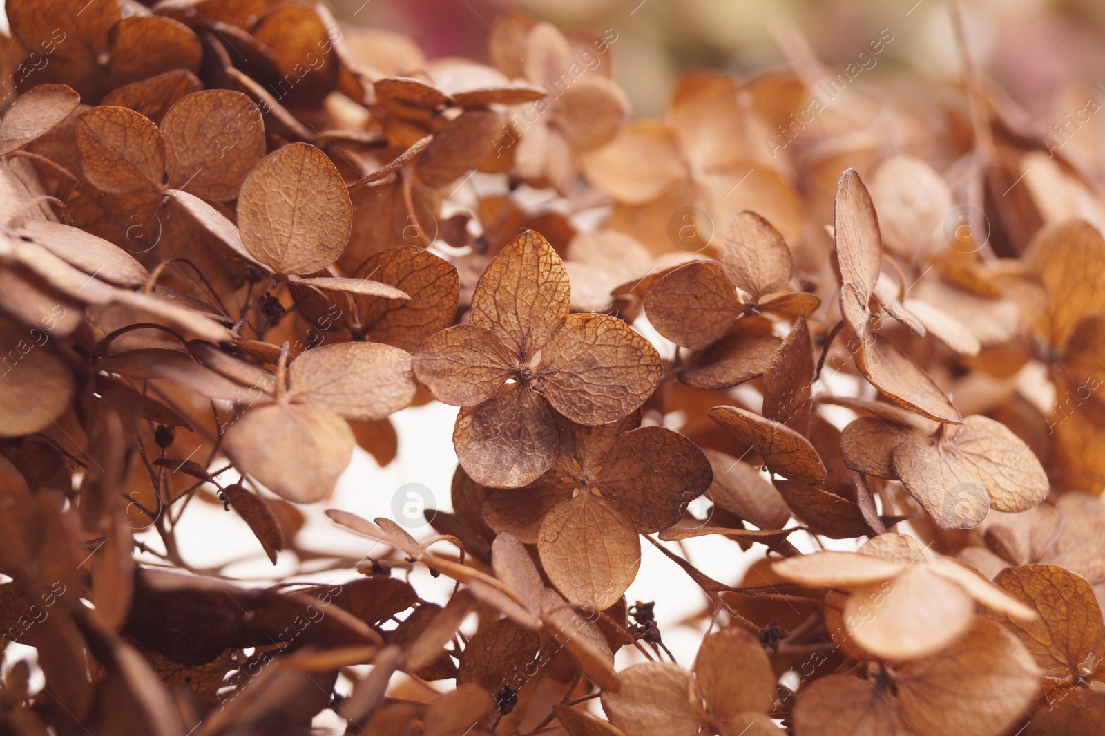 Photo of Beautiful dried hortensia flowers on blurred background, closeup