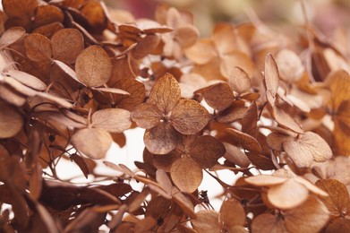 Beautiful dried hortensia flowers on blurred background, closeup