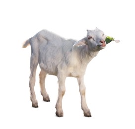 Image of Cute goat isolated on white. Farm animal