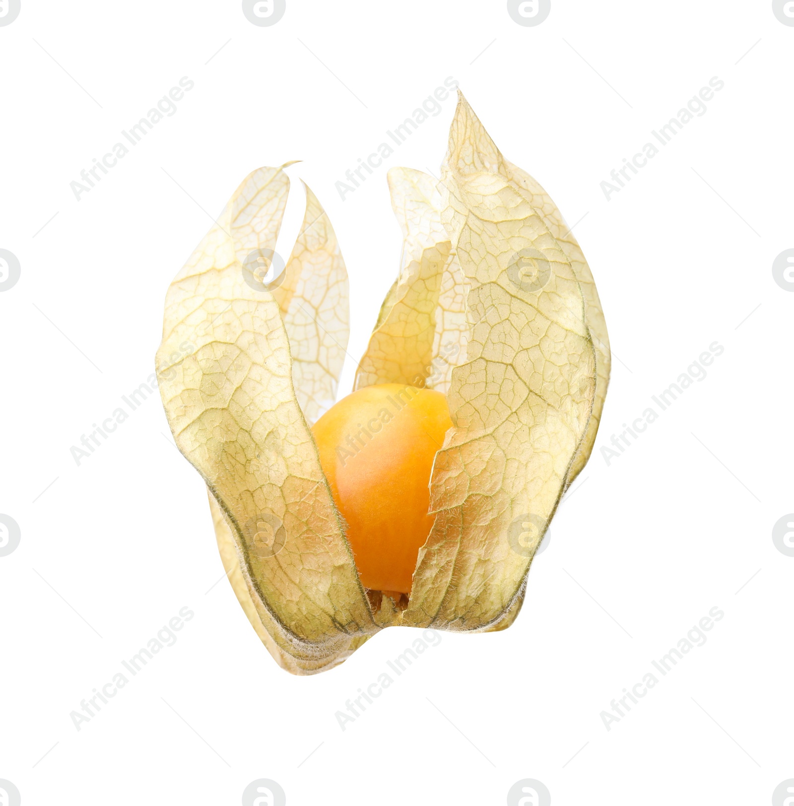 Photo of Ripe physalis fruit with calyx isolated on white