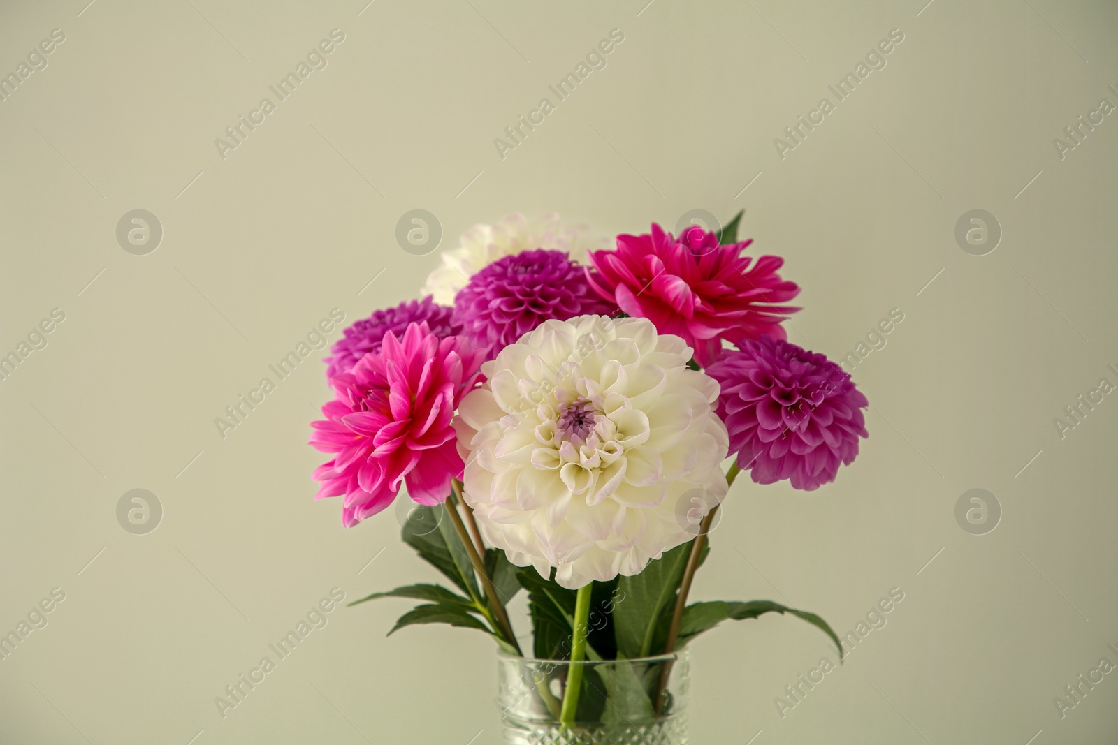 Bouquet of beautiful Dahlia flowers near white wall Photo of Bouquet of beautiful Dahlia flowers near white wall