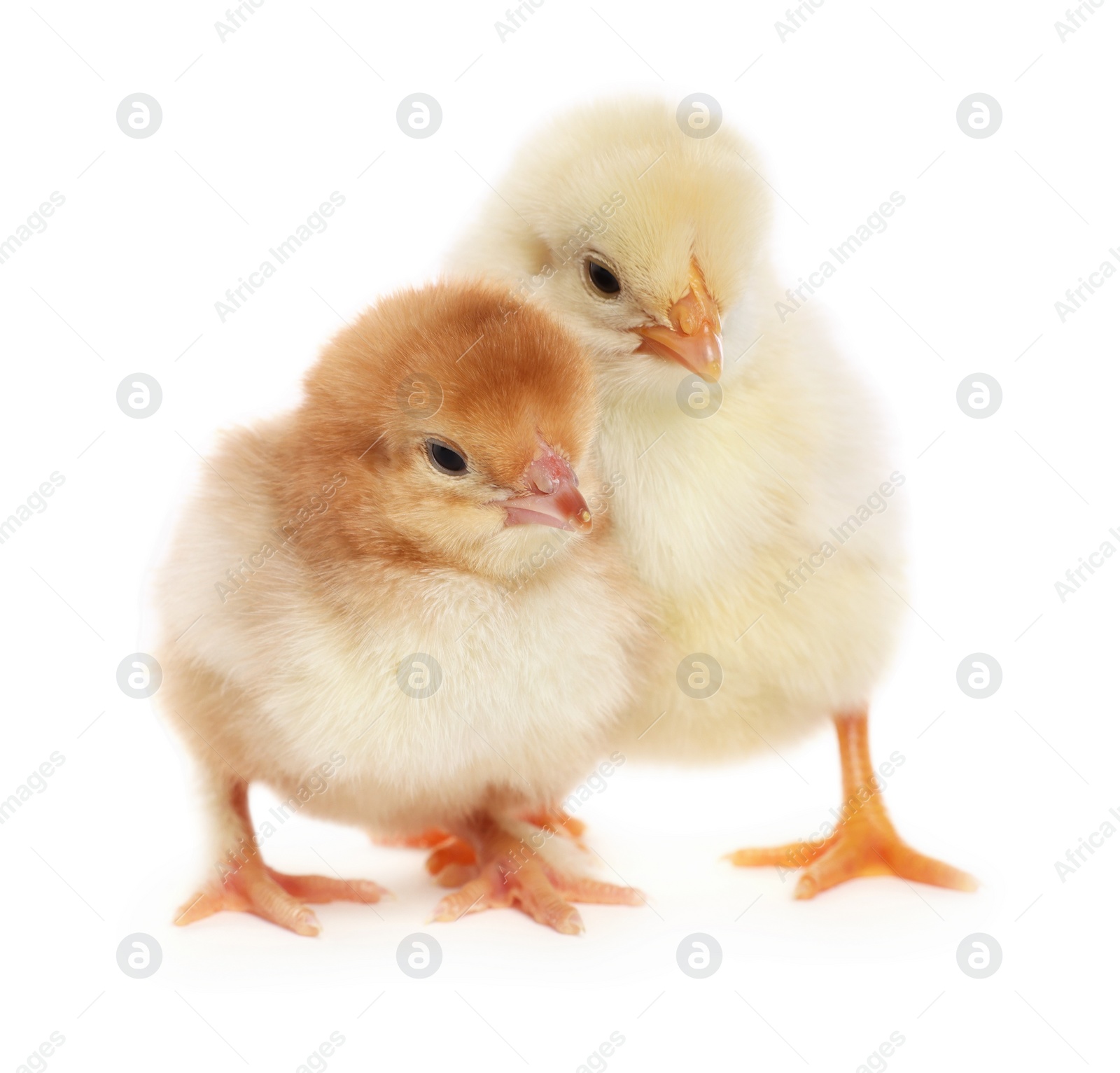 Photo of Two cute fluffy baby chickens on white background