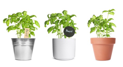 Image of Basil plants growing in different pots isolated on white