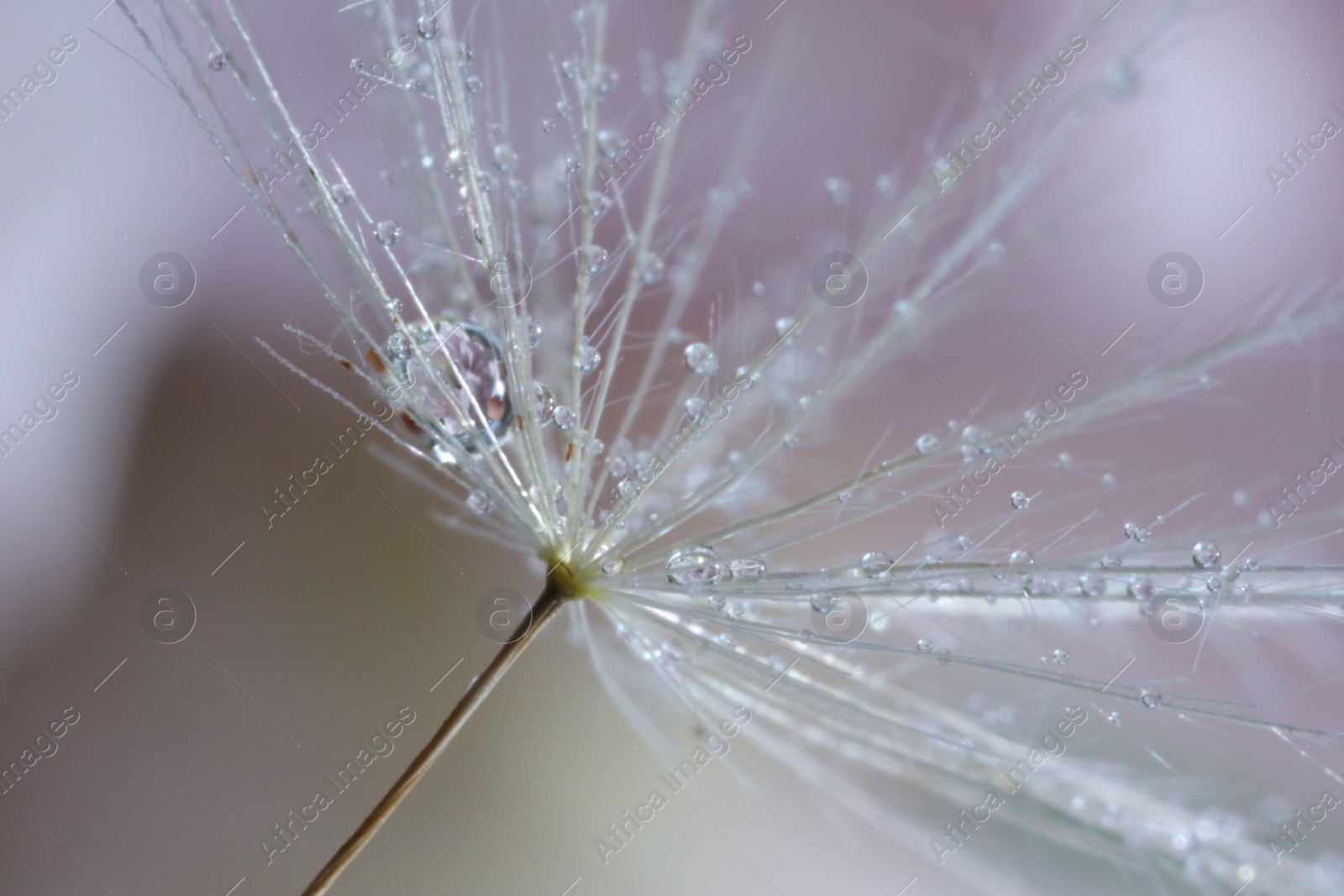 Photo of Seeds of dandelion flower with water drops on blurred background, macro photo