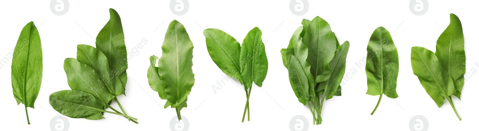 Image of Set of fresh sorrel leaves on white background. Banner design