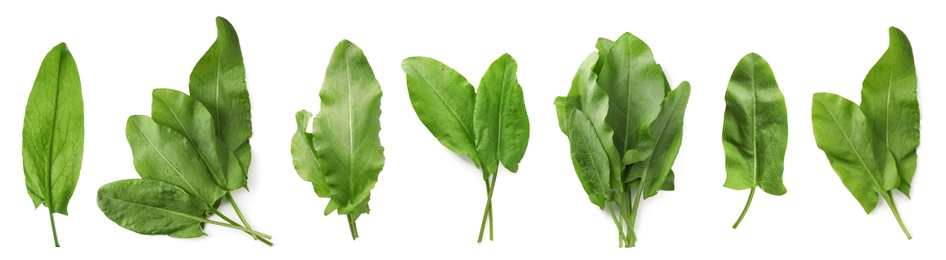 Image of Set of fresh sorrel leaves on white background. Banner design