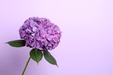 Photo of Branch of hortensia plant with delicate flowers on violet background. Space for text