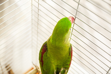 Photo of Beautiful Alexandrine Parakeet in cage, above view