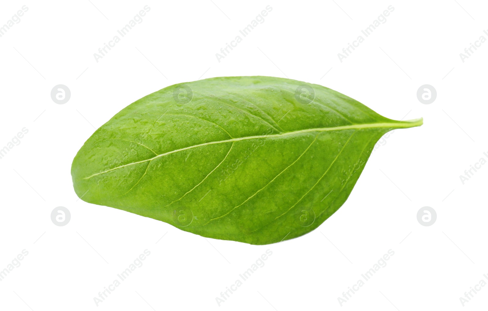 Photo of Fresh green basil leaf on white background