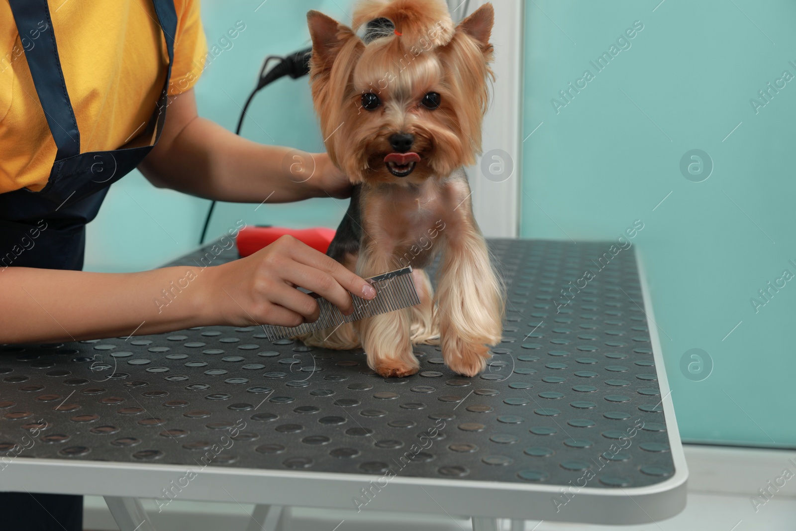 Photo of Professional groomer working with cute dog in pet beauty salon