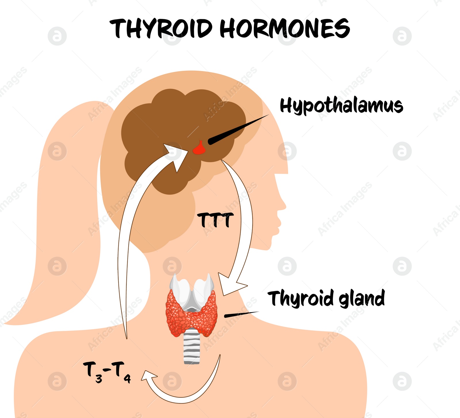 Illustration of Medical poster with thyroid hormones image on white background