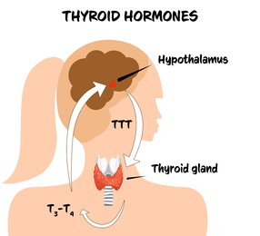 Illustration of Medical poster with thyroid hormones image on white background