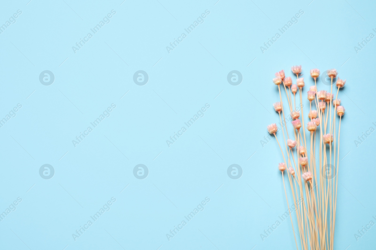 Photo of Bouquet of dried flowers on light blue background, flat lay. Space for text