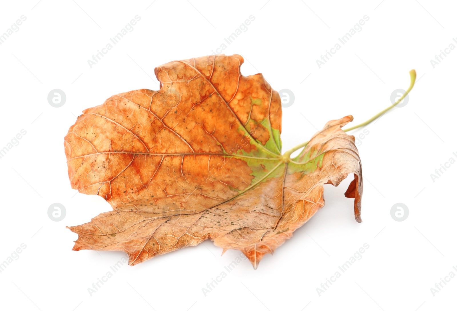 Photo of Dry leaf isolated on white. Autumn season