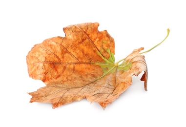 Photo of Dry leaf isolated on white. Autumn season