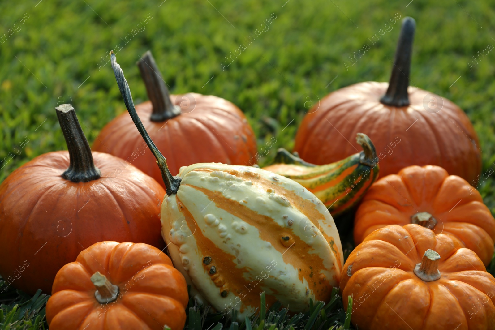 Photo of Many orange pumpkins on green grass outdoors