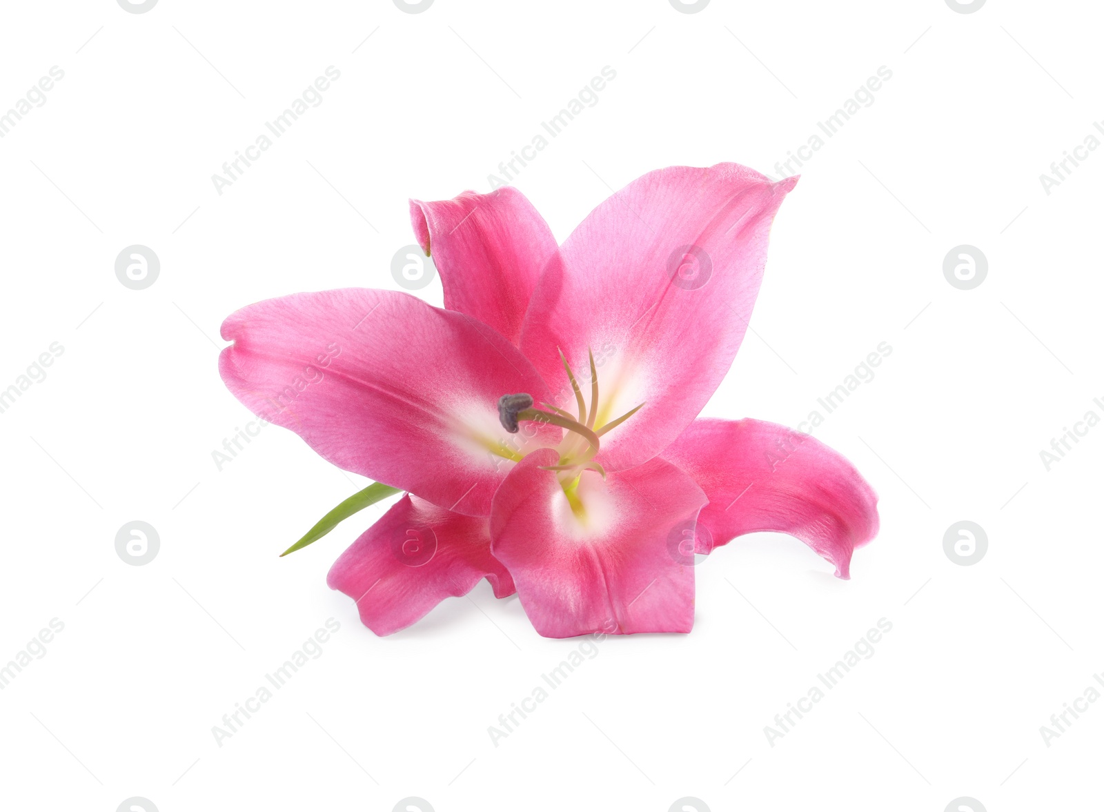 Photo of Beautiful pink lily flower isolated on white