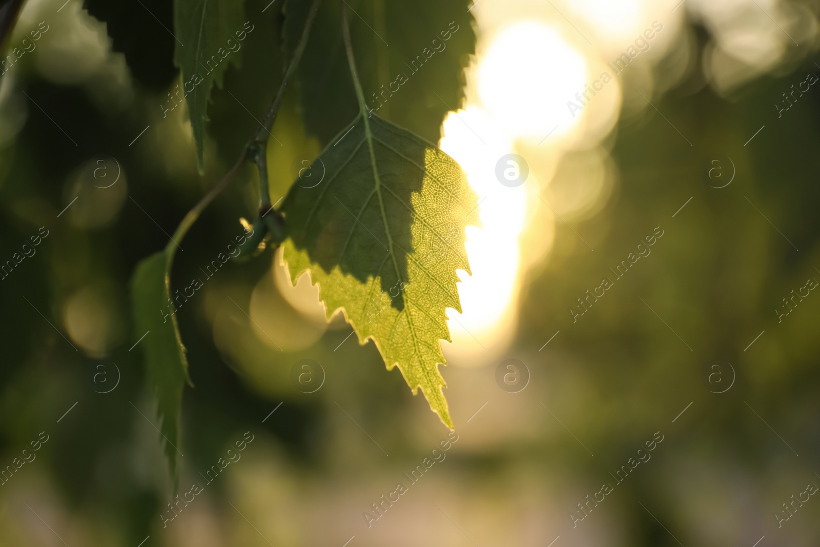 Photo of Closeup view of birch tree with young fresh green leaves outdoors on spring day