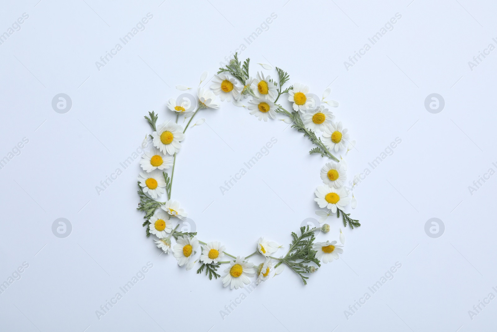 Photo of Frame made with fresh chamomiles on white background. Space for text