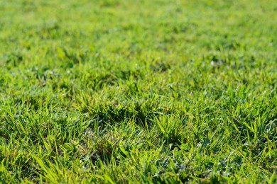 Beautiful lawn with green grass outdoors on sunny day, closeup