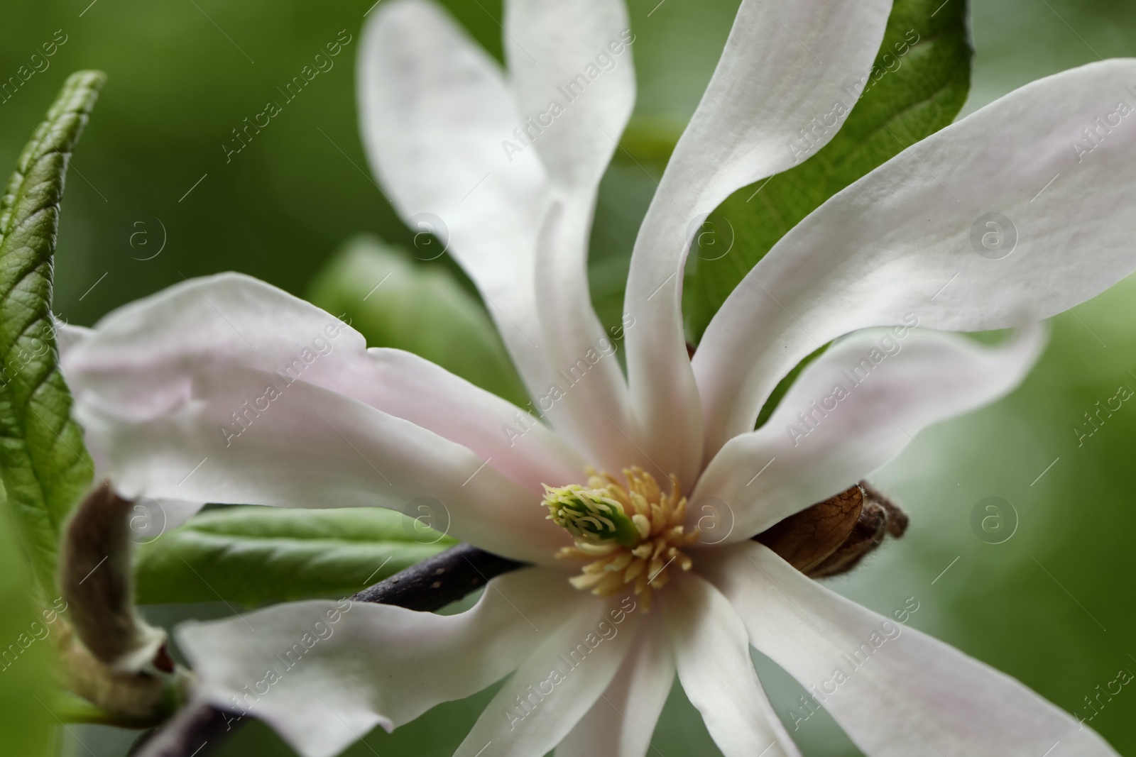 Photo of Beautiful magnolia flower on blurred background, closeup